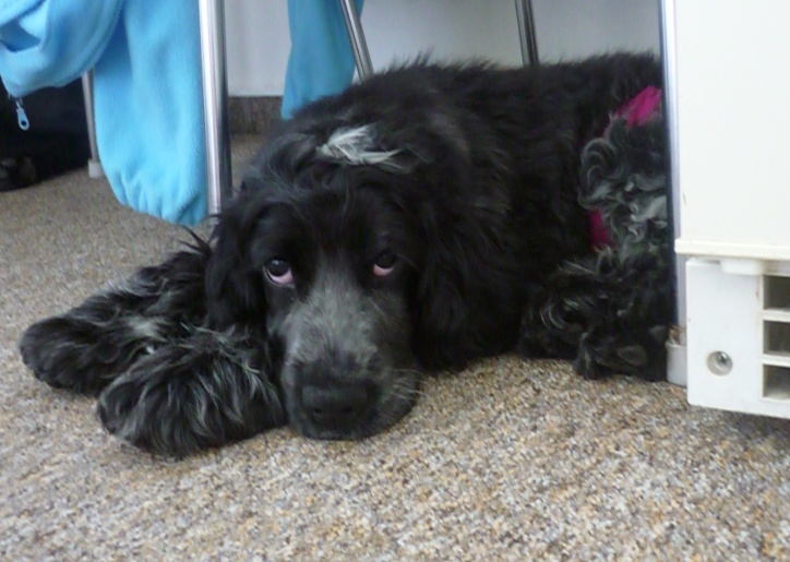 Berry 16.7.2010 (7).jpg